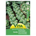 VITA SEMENTE COUVE DE BRUXELAS