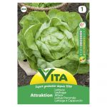 VITA SEMENTE ALFACE ATRACCAO